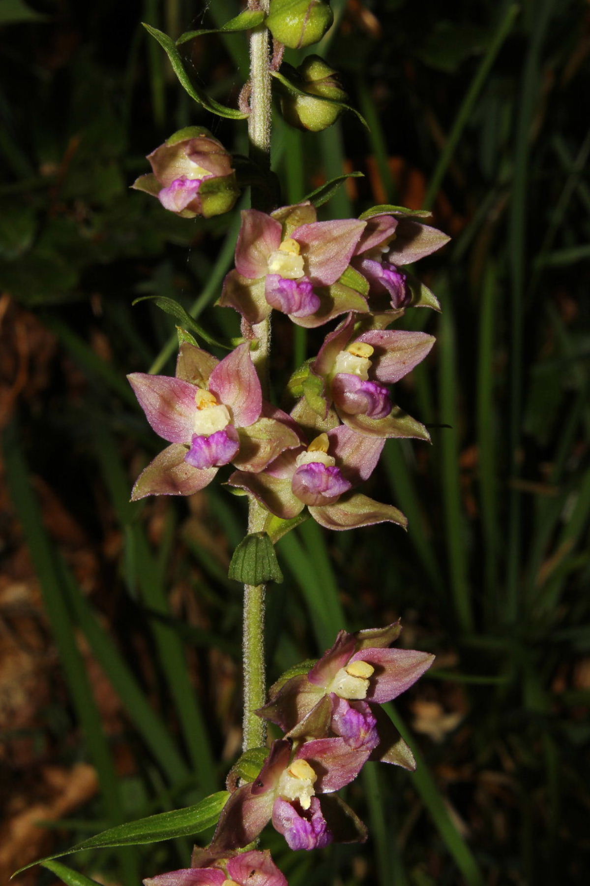 Orchidee-Saldi di fine stagione